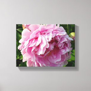 Rosa Peony-fotostuga lantgårdsträdgård blommigt tr Canvastryck