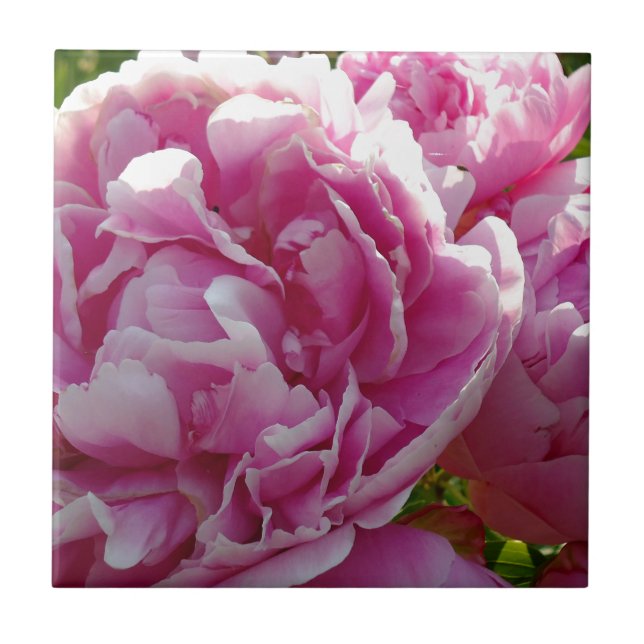 Rosa Peony-fotostuga lantgårdsträdgård blommigt tr Kakelplatta (Framsidan)
