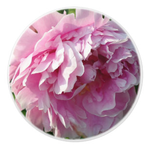 Rosa Peony-fotostuga lantgårdsträdgård blommigt tr Knopp