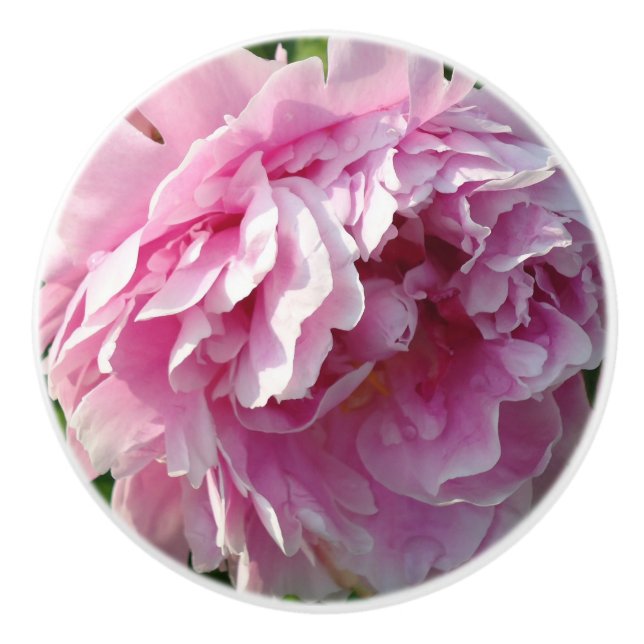 Rosa Peony-fotostuga lantgårdsträdgård blommigt tr Knopp (Framsidan)
