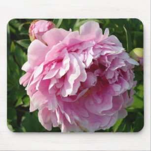 Rosa Peony-fotostuga lantgårdsträdgård blommigt tr Musmatta