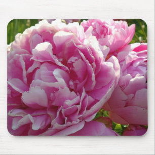 Rosa Peony-fotostuga lantgårdsträdgård blommigt tr Musmatta