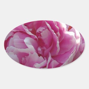 Rosa Peony-fotostuga lantgårdsträdgård blommigt tr Ovalt Klistermärke