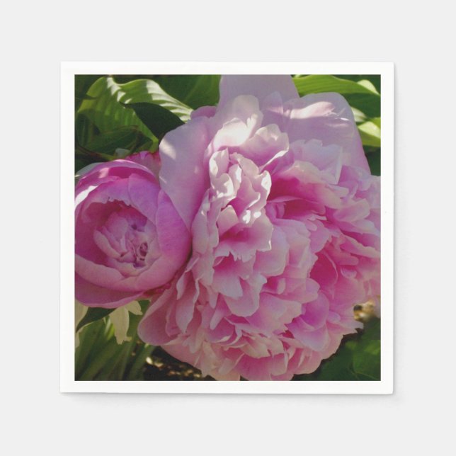Rosa Peony-fotostuga lantgårdsträdgård blommigt tr Pappersservett (Framsidan)