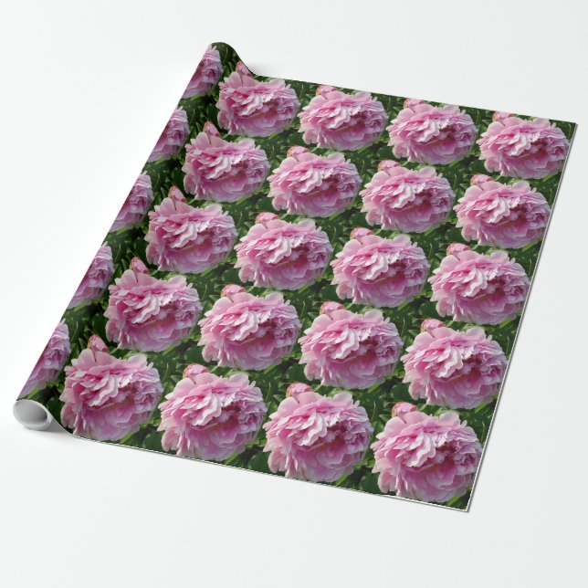Rosa Peony-fotostuga lantgårdsträdgård blommigt tr Presentpapper (Utrullad)