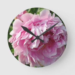 Rosa Peony-fotostuga lantgårdsträdgård blommigt tr Rund Klocka