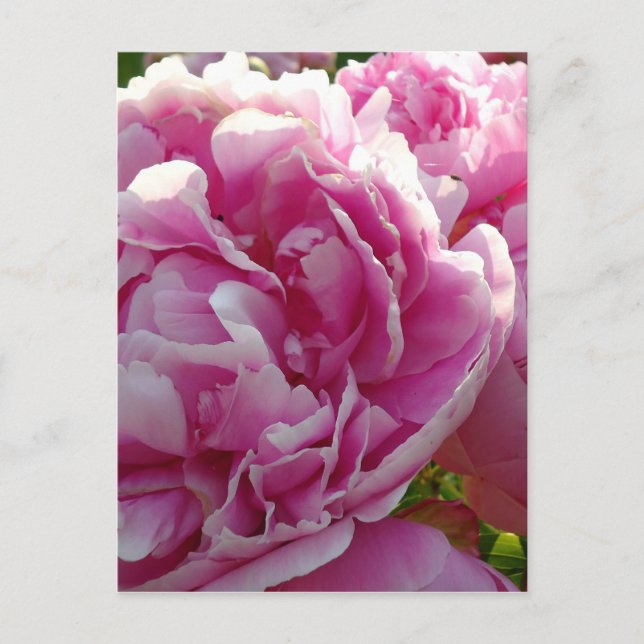 Rosa Peony-fotostuga lantgårdsträdgård blommigt tr Vykort (Framsida)