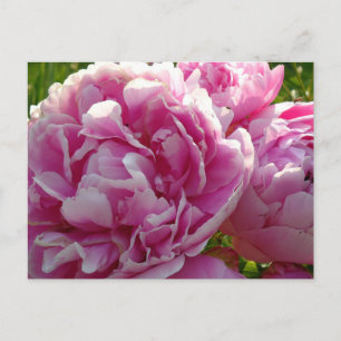 Rosa Peony-fotostuga lantgårdsträdgård blommigt tr Vykort