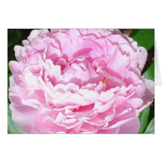 Rosa Peony Hälsningskort