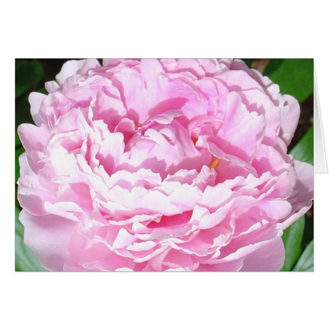 Rosa Peony Hälsningskort (Framsidan Horizontal)