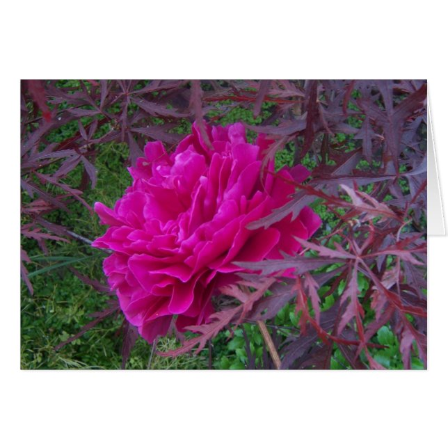 Rosa peony hälsningskort (Framsidan Horizontal)