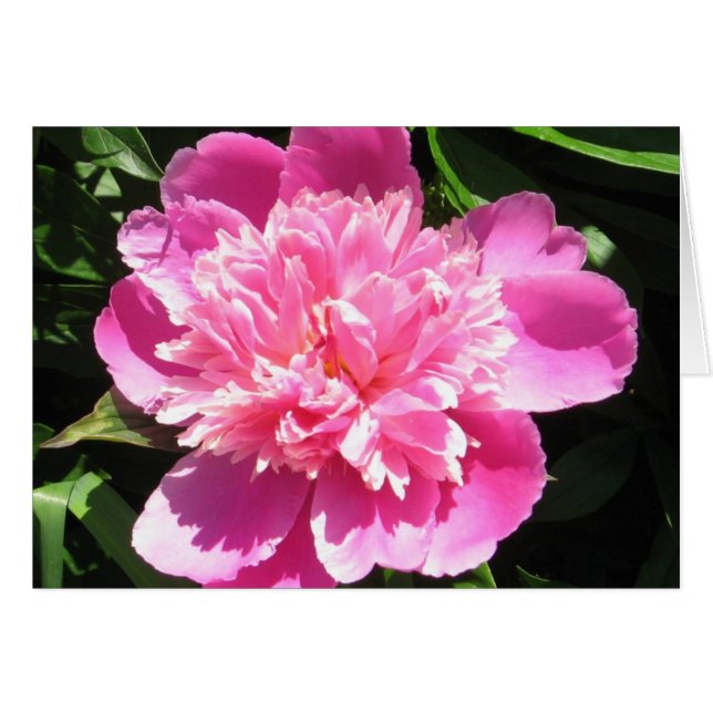 Rosa Peony Hälsningskort (Framsidan Horizontal)