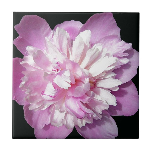 Rosa Peony Kakelplatta (Framsidan)