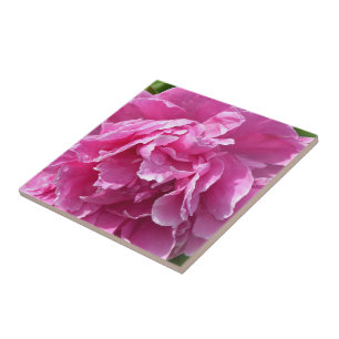 Rosa Peony Kakelplatta