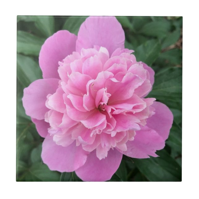 Rosa Peony Kakelplatta (Framsidan)