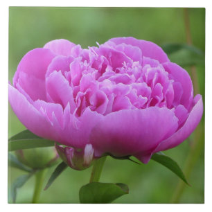 Rosa Peony Kakelplatta