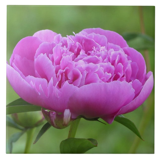 Rosa Peony Kakelplatta (Framsidan)