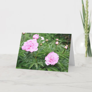 Rosa Peony Kort