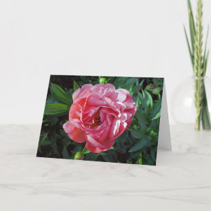 Rosa Peony Kort