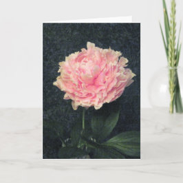 Rosa Peony Kort