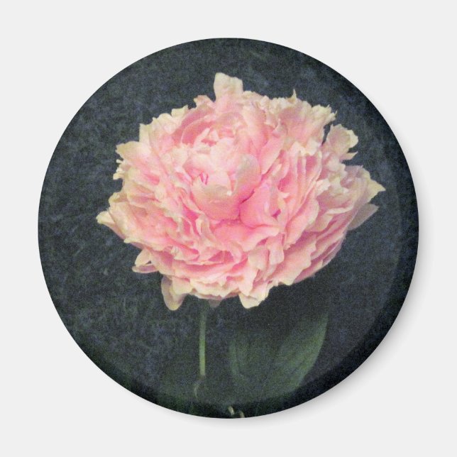 Rosa Peony Magnet (Framsidan)