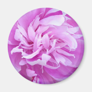 Rosa Peony - Magnet