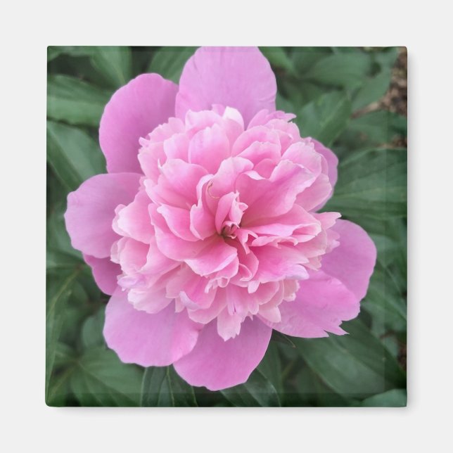 Rosa Peony Magnet (Framsidan)