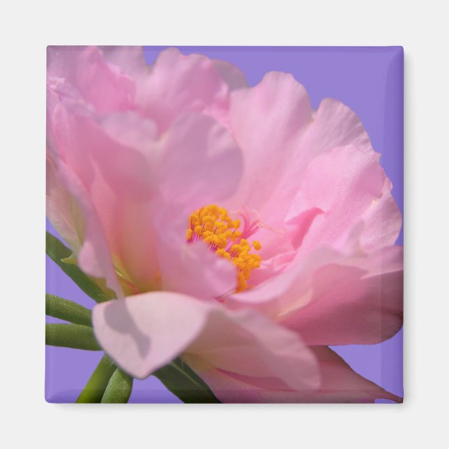 Rosa Peony Magnet (Framsidan)