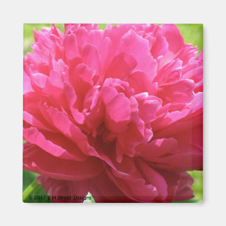 Rosa Peony Magnet