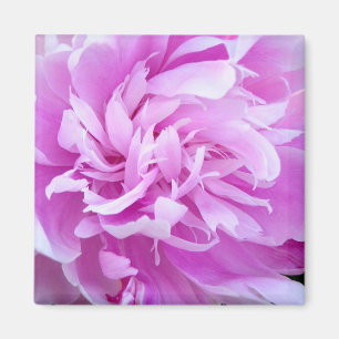 Rosa Peony - Magnet