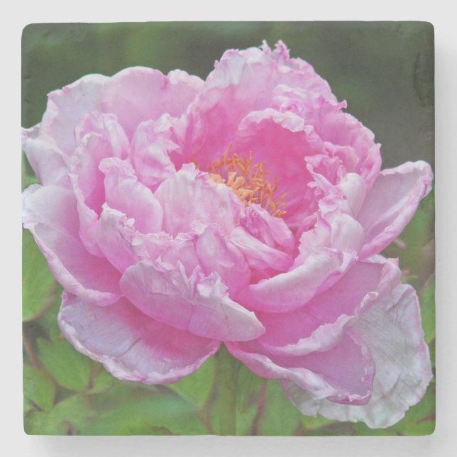 "ROSA PEONY" MARBLE UNDERLÄGG (Framsidan)