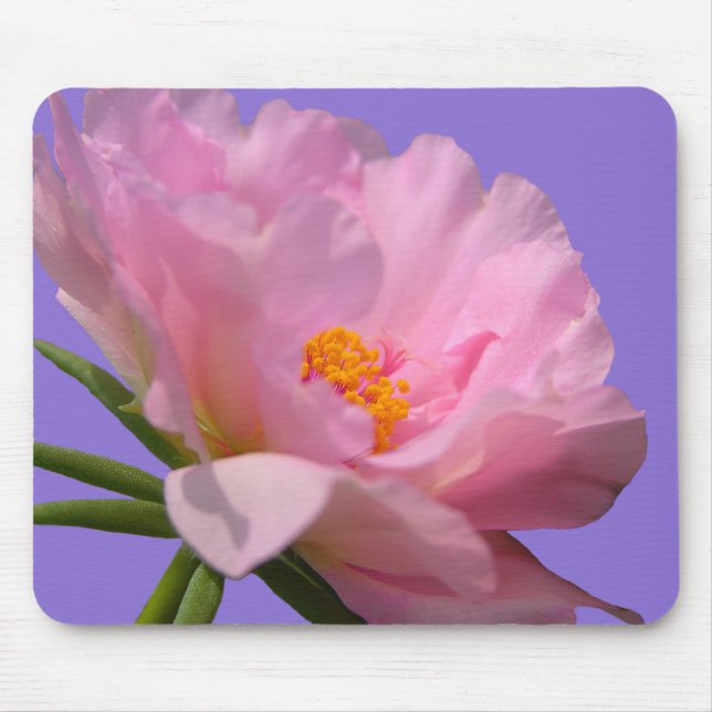 Rosa Peony Musmatta (Framsidan)