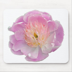 Rosa peony musmatta