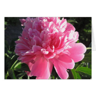 Rosa Peony OBS Kort