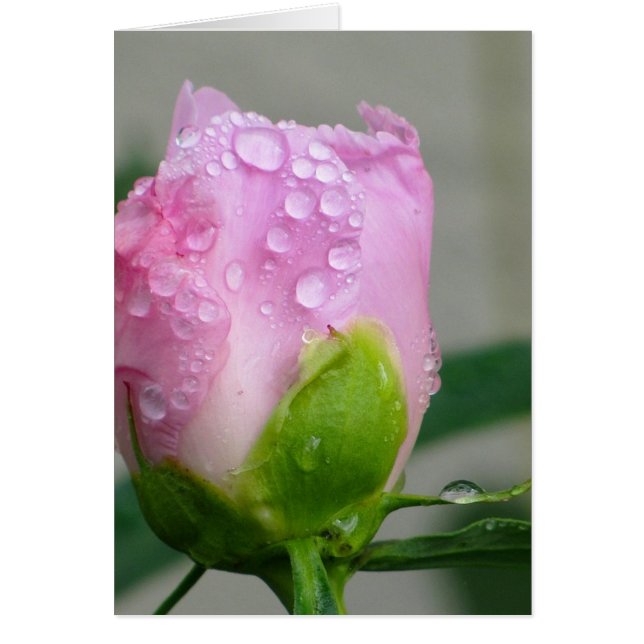 Rosa Peony OBS Kort (Framsidan)