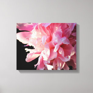 Rosa Peony på Kanvastrycket Black Background Canvastryck