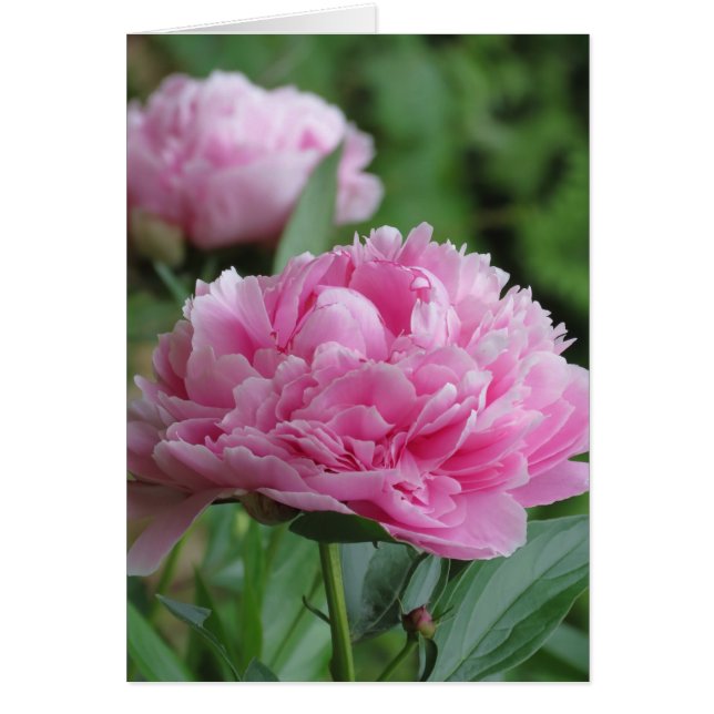 Rosa Peony Pair Hälsningskort (Framsidan)