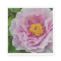 Rosa Peony