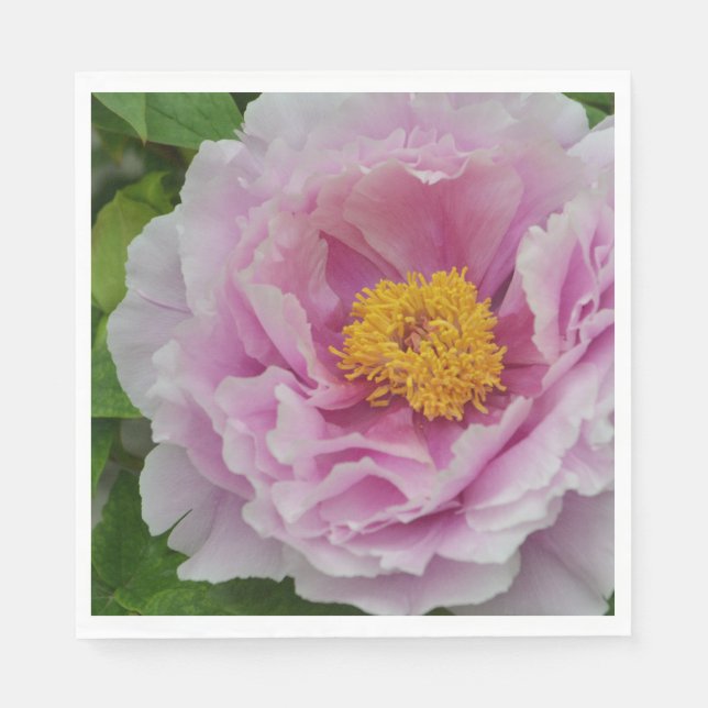 Rosa Peony Pappersservett (Framsidan)