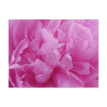 Rosa Peony Petals-postkort