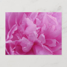 Rosa Peony Petals-postkort Vykort