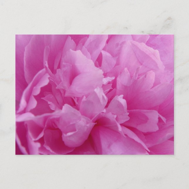 Rosa Peony Petals-postkort Vykort (Framsida)