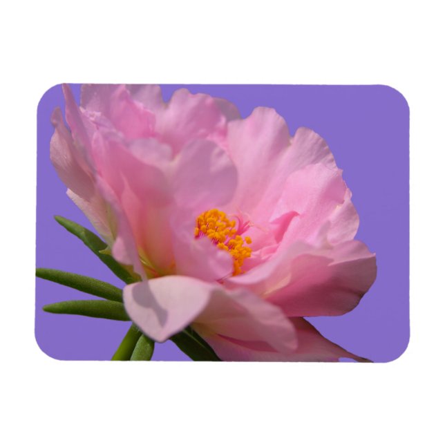 Rosa Peony Photo Magnet (Horisontell)