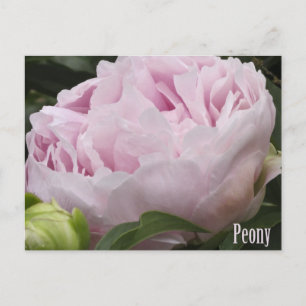 Rosa Peony Photograph Vykort