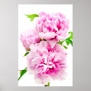 Rosa Peony Poster