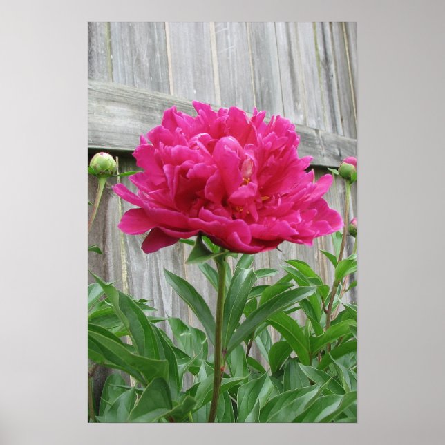 Rosa Peony Poster (Framsidan)