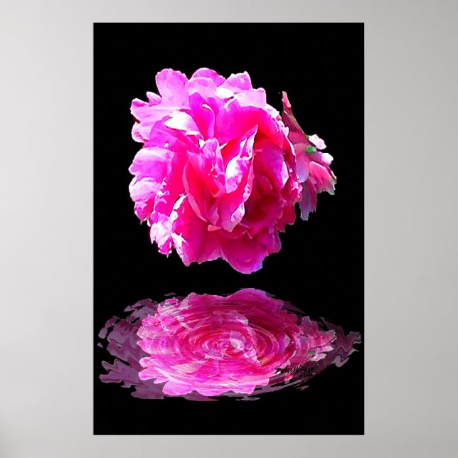 Rosa Peony Poster (Framsidan)