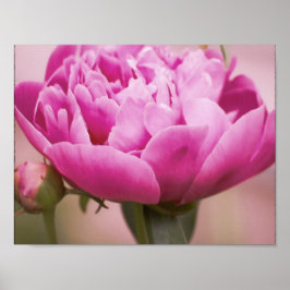 Rosa Peony Poster