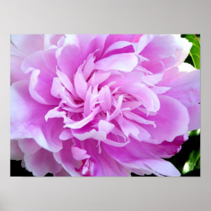 Rosa Peony Poster