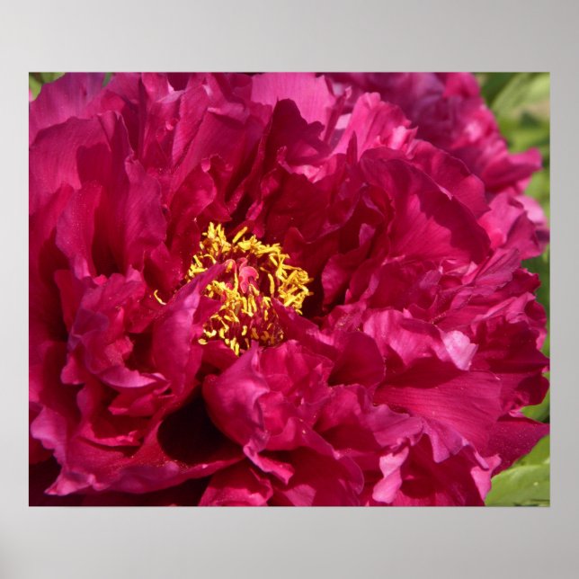 Rosa Peony Poster Skriv ut (Framsidan)